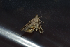 Pangrapta flavomacula