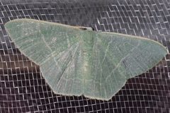 Pelagodes subquadraria