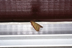 Orthopygia repetita