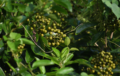 Pittosporum pentandrum