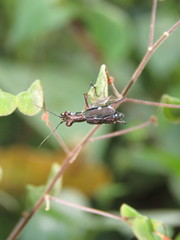 Odontocheila chrysis