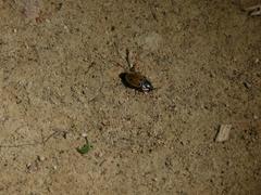 Dendroxena quadrimaculata