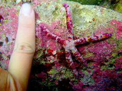 Ophidiaster cribrarius