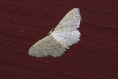 Idaea neovalida