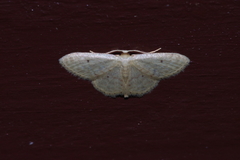 Idaea neovalida