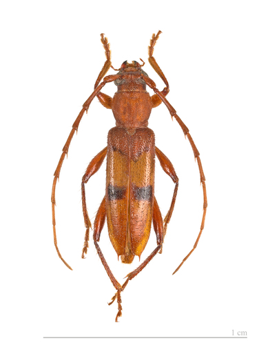 Clausirion comptum