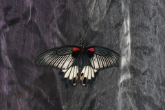 Papilio memnon thunbergii