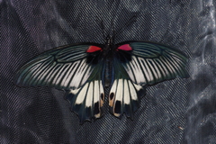 Papilio memnon thunbergii