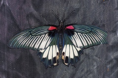 Papilio memnon thunbergii