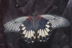 Papilio memnon thunbergii