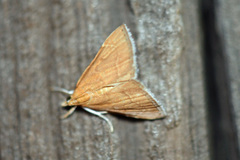 Glaphyriinae