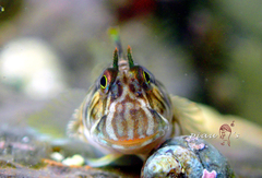 Istiblennius edentulus