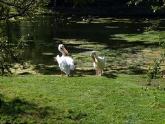 Pelecanus onocrotalus