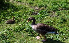 Anser anser