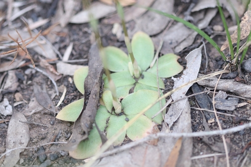 Image of Pterostylis gibbosa by (c) Jeff Harbrow, some rights reserved (CC BY)