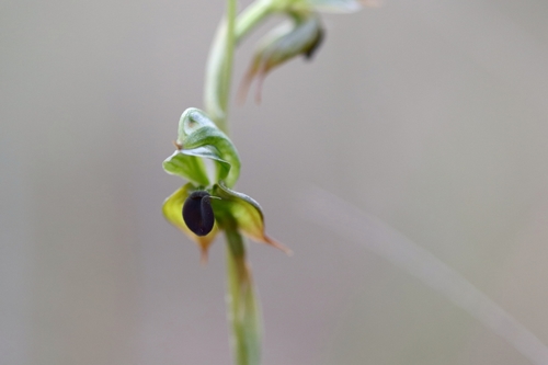 Image of Pterostylis gibbosa by (c) Jeff Harbrow, some rights reserved (CC BY)