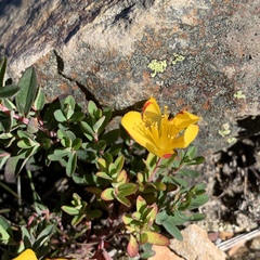 Hypericum nagasawae
