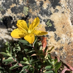 Hypericum nagasawae