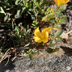Hypericum nagasawae