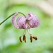 Martagon Lily - Photo (c) Stefan Neuwirth, some rights reserved (CC BY-NC), uploaded by Stefan Neuwirth