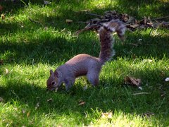 Sciurus carolinensis