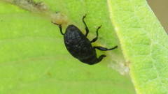 Rhyssomatus lineaticollis