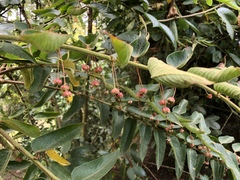 Phyllanthus salviifolius