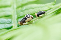 Ditropis pteridis