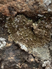 Melanohalea infumata