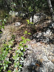 Alyxia spicata