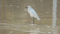 Egretta thula