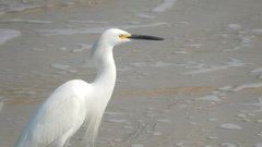 Egretta thula