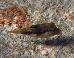 Canthigaster bennetti