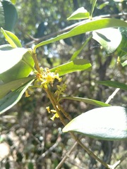 Alyxia spicata