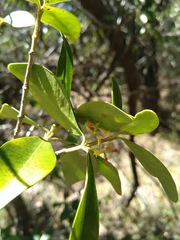 Alyxia spicata