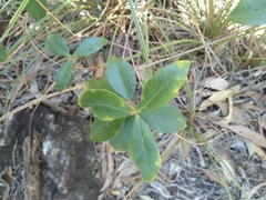 Alyxia spicata