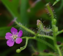 Drosera indica