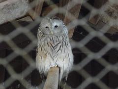 Strix