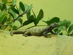 Uromastyx