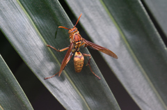 Polistes formosanus