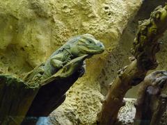 Cyclura