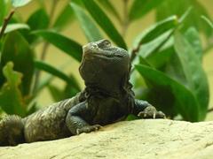 Uromastyx