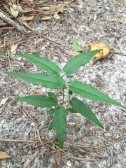 Bignonia capreolata