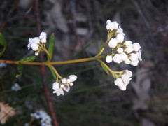 Logania recurva