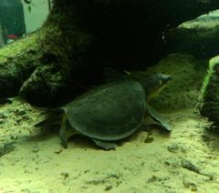 Carettochelys insculpta