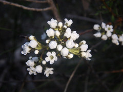 Logania recurva
