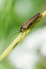 Ectobius lapponicus