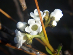 Logania recurva