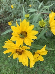 Helianthus grosseserratus