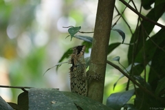 Acanthosaura cardamomensis